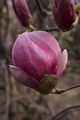 Magnolia soulangeana Lennei-5 Magnolia pośrednia